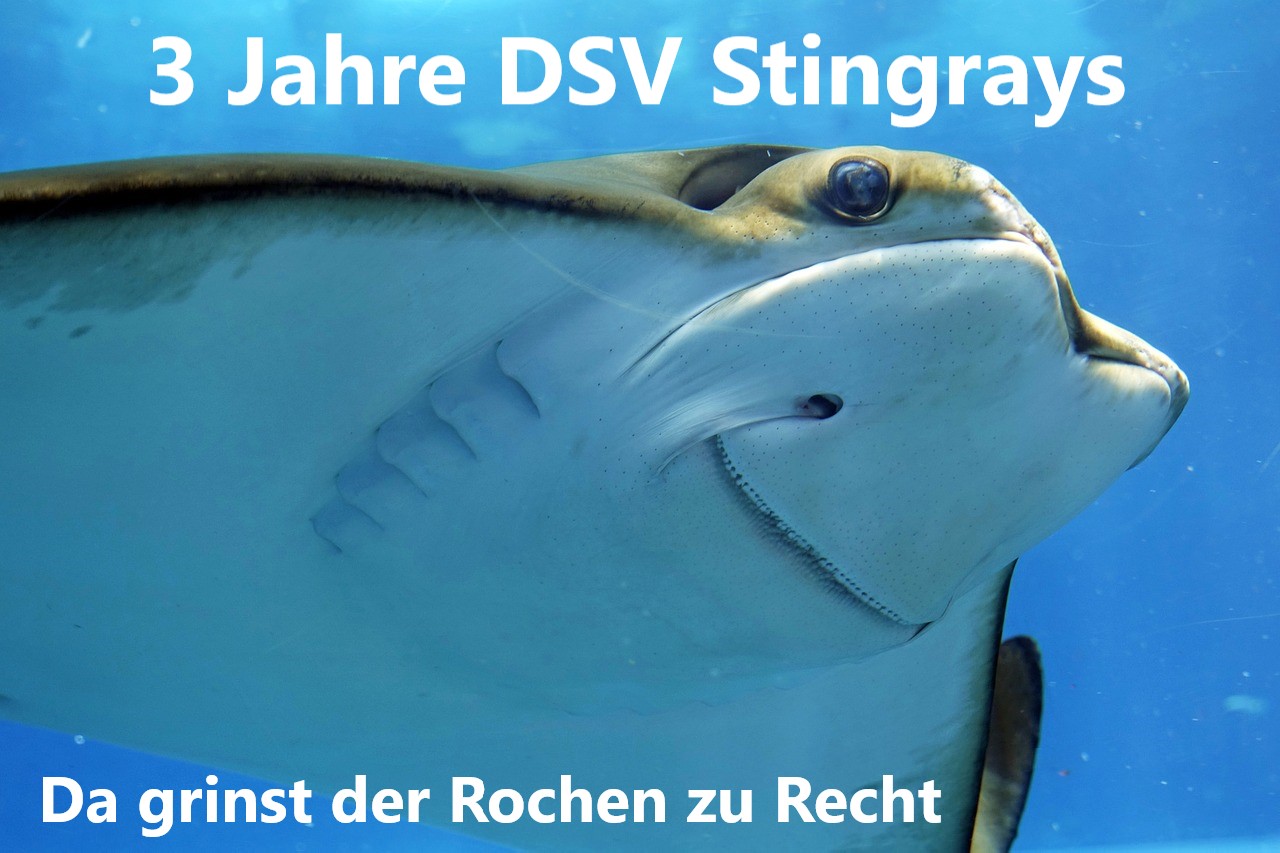 Drei Jahre DSV Stingray Hannover e.V.